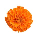 6 g Marigold Flower CO2 Oil