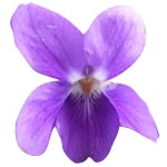 6 ml Violet Leaf Absolute 3% in Jojoba Oil                                                          