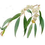 100 ml Eucalyptus Radiata Certified Organic Oil - ACO 10282P