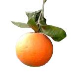17 ml Orange Sweet African Certified Organic Oil - ACO 10282P                                       