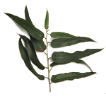1 LT Eucalyptus Citriodora Certified Organic Oil - ACO 10282P