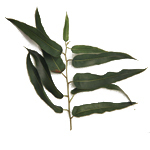 30 ml Eucalyptus Citriodora Certified Organic Oil - ACO 10282P