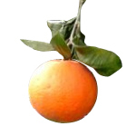 30 ml Orange Sweet Italian Certified Organic Oil - ACO 10282P