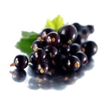 1 LT Black Currant Refined