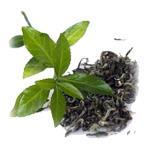100 g Green Tea Certified Organic Liquid Extract [Glycerine Based] - ACO 10282P