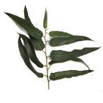 20 LT Eucalyptus Citriodora Certified Organic Oil - ACO 10282P - { Packaging: 4 x 5Lt }