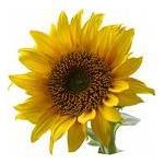 500 ml Sunflower Refined Certified Organic Vegetable Oil - ACO 10282P