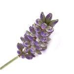 100 ml Lavender Flower CO2 Oil