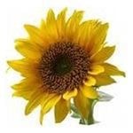 30 ml Sunflower Refined Certified Organic Vegetable Oil - ACO 10282P