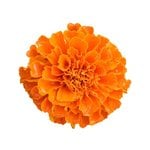 1 Kg Marigold Flower Certified Organic CO2 Oil - ACO 10282P