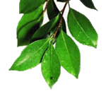 Clove Leaf - Essential Oils