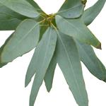 Eucalyptus Staigeriana - Essential Oils