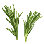 Rosemary - French Type - Essential Oils