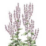 1 kg Clary Sage Certified Organic Essential Oil - ACO 10282P