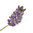 30 ml Lavender Certified Organic Oil - ACO 10282P