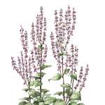 500 g Clary Sage Certified Organic Essential Oil - ACO 10282P