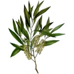 500 g Tea Tree Australian Certified Organic Essential Oil - ACO 10282P