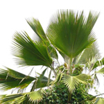1 Kg Palm Certified Organic Vegetable Oil - ACO 10282P