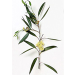 100 ml Eucalyptus Peppermint (Dives C Type) Essential Oil