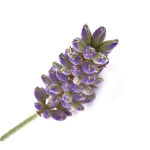 100 ml Lavender French Alpine Essential Oil