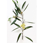 30 ml Eucalyptus Peppermint (Dives C Type) Essential Oil