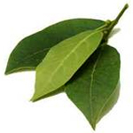 30 ml Laurel Leaf Essential Oil