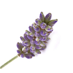30 ml Lavender Australian (Tasmanian) Oil