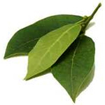 500 g Laurel Leaf Essential Oil