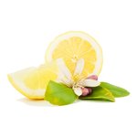 17 ml Lemon Blossom Fragrant Oil                                                                    
