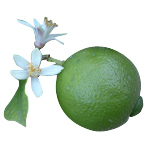 500 g Lime Blossom Fragrant Oil