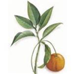 6 ml Petitgrain Combava (Kaffir Lime) Certified Organic Oil - ACO 10282P                            