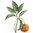 6 ml Petitgrain Combava (Kaffir Lime) Certified Organic Oil - ACO 10282P                            