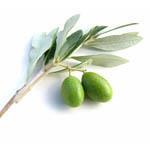 17 g Olive Leaf Certified Organic Liquid Extract [Glycerine Based] - ACO 10282P