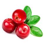 17 g Cranberry Certified Organic Liquid Extract [Glycerine Based] - ACO 10282P