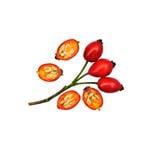 Rosehip Seed Virgin Oil - Vegetable, Carrier, Emollients & other Oils