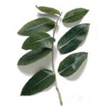 5 kg Eucalyptus Blue Gum 60-65 Essential Oil