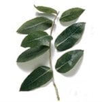 6 ml Eucalyptus Blue Gum 60-65 Essential Oil                                                        