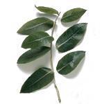 Eucalyptus Blue Gum 80-85 - Essential Oils