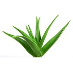 17 g Aloe Vera - Liquid Extract [Glycerine Based]