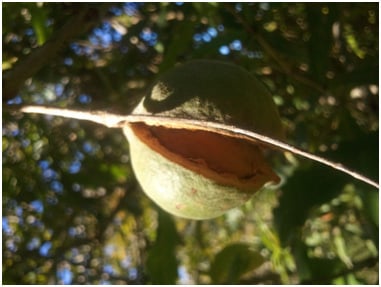 Macadamia Nuts Growing in Byron Bay